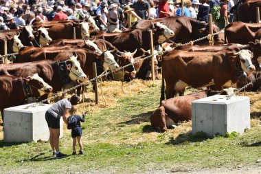 Dağ çayırlarında otlayan inekler