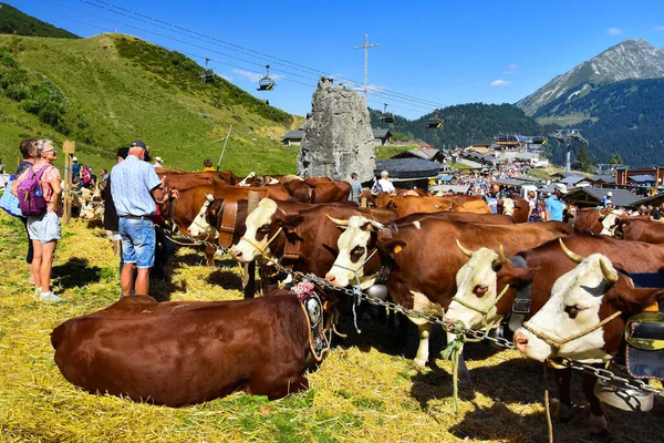 Коровы Пасутся Горном Лугу — стоковое фото