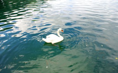 Kuğu Zeeler See Gölü üzerinde