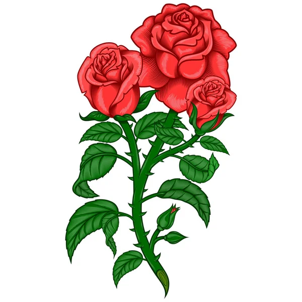 茎やとげのあるバラの花束のベクトルデザイン すべて白い背景 — ストックベクタ