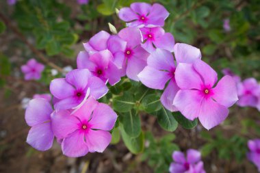 Cezayir menekşesi çiçek ve yeşil yaprak.