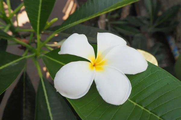 Plumeria Blanca Flores sobre hoja verde . — Foto de Stock