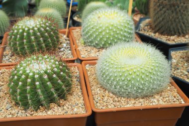 küresel kaktüs, saksıyı süs ağacı.