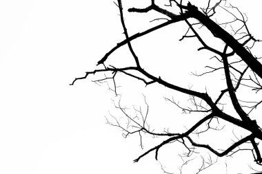 Kurutulmuş siluet ağaç arka plan.