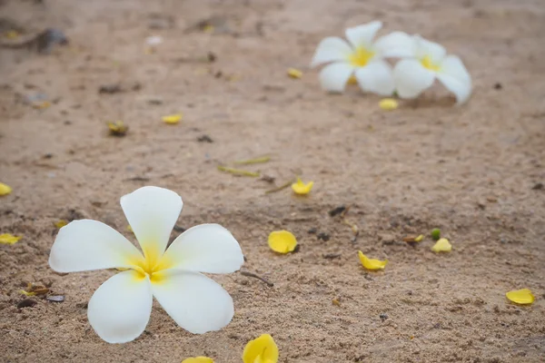 Plumeria Flor cair no chão . — Fotografia de Stock