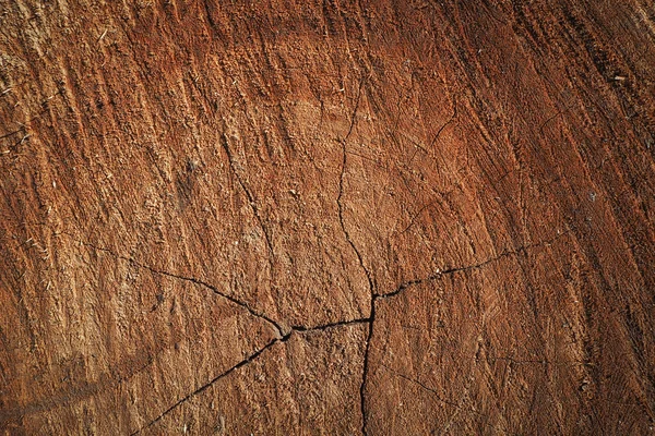 Brown tree rings background texture. — Stock Photo, Image