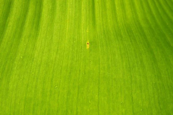 Close up green banana leaf background texture. — Stock Photo, Image