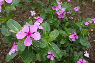 Yağmur damlası ile Vinca çiçek.