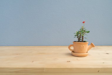 Terracotta çiçek saksı üzerinde Euphorbia milii çiçek.