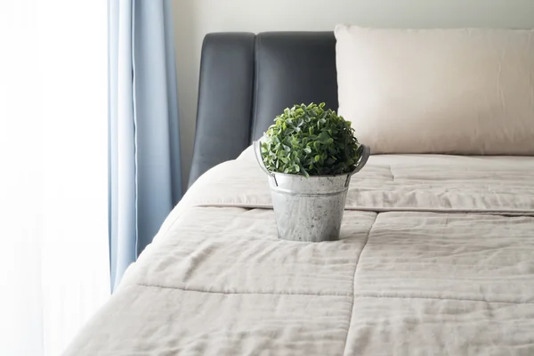 Alberi nani sul vaso di fiori a camera da letto . — Foto Stock