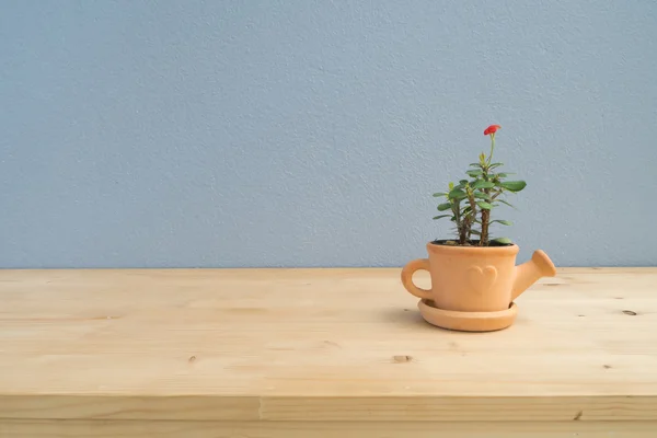 Euphorbia milii flor en maceta de terracota . — Foto de Stock