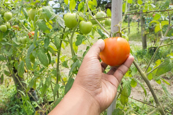 Mensch pflückt reife Tomaten in Gärtnerei. — Stockfoto