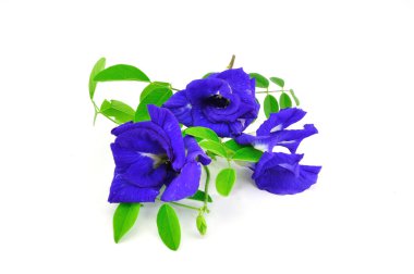 Kelebek bezelye çiçeği 