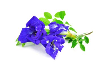 Kelebek bezelye çiçeği 