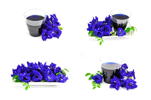 Butterfly Pea Flower — Stock Photo, Image