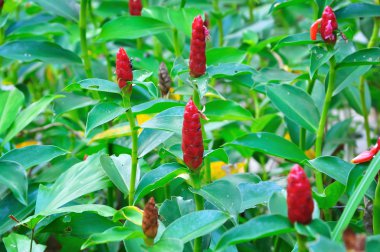 Kırmızı çiçek arka plan