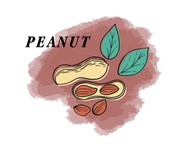 Kabuklu fındıkların farklı türleri