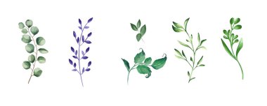 Yeşil gerçekçi bitkiler. Okaliptüs, eğreltiotu, yeşillik bitkileri.