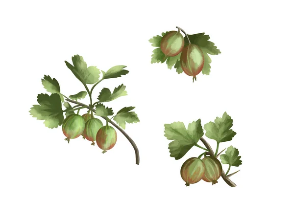 茎と緑の葉が木の枝にぶら下がっている新鮮なグーズベリーのイラストのコレクション 果物の水彩画 — ストックベクタ