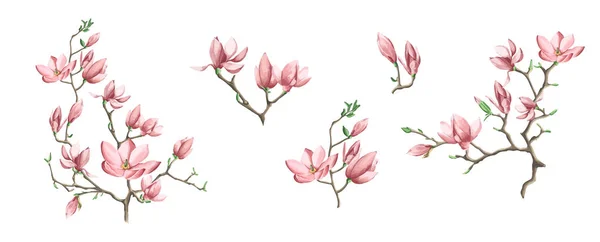 Весенняя коллекция цветущих веток магнолии для Вашего дизайна, векторная иллюстрация. — стоковый вектор