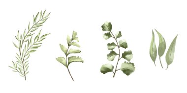 Vektör set botanik unsurlar - kır çiçekleri, otlar ve yabani yapraklar