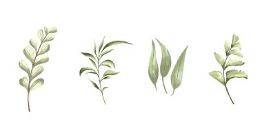 Vektör set botanik unsurlar - kır çiçekleri, otlar ve yabani yapraklar