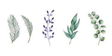 Vektör set botanik unsurlar - kır çiçekleri, otlar ve yabani yapraklar