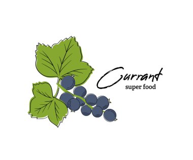 Vektör Siyah frenk üzümü renkli resimde açık renkli izole.