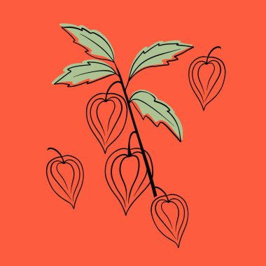 Beyaz arka plan sette Physalis dalları vektör