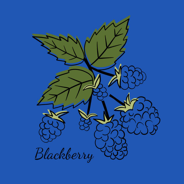 Blackberries and leaves isolated on blue background. Great for labels, poster, prints. Vector illustration of blueberries