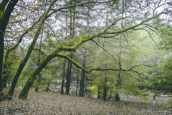 Sprawling Branches Old Tree Overgrown Green Moss Ancient Forest — Stock Photo, Image