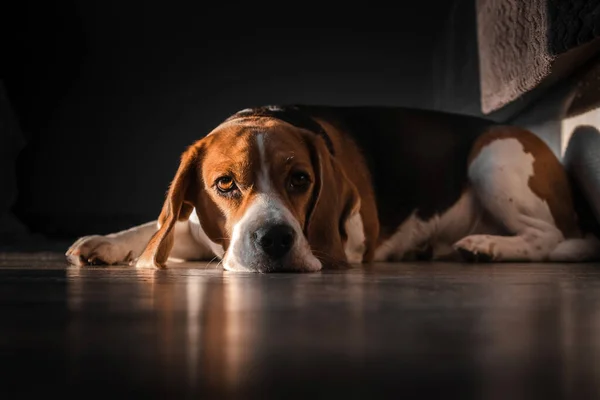 Perro Beagle Encuentra Suelo Casa Bozal Suelo Triste Mirada Aburrida — Foto de Stock