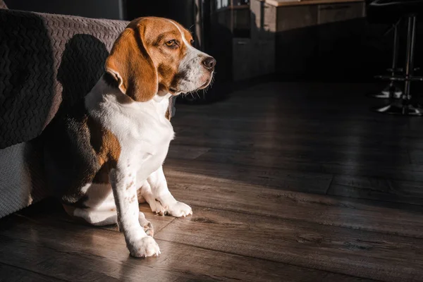 Beagle köpeği güneşin altında oturma odasında oturur ve pencereden dışarı bakar..