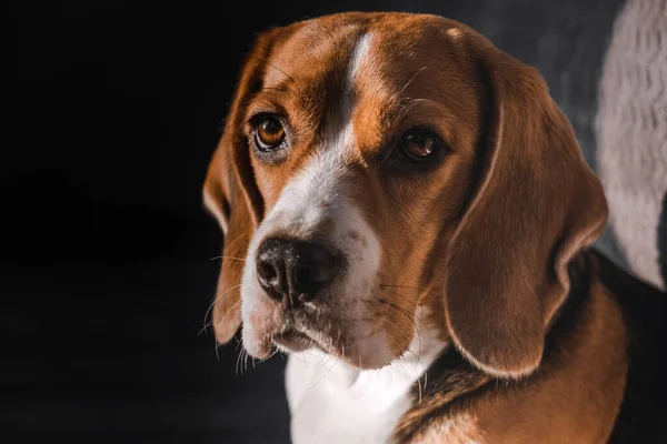 Botul Unui Câine Beagle Aproape Uitându Cameră Aspect Expresiv — Fotografie, imagine de stoc