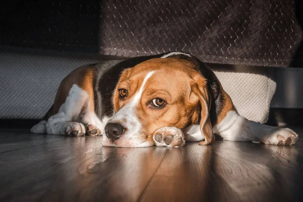 Perro Beagle Encuentra Suelo Casa Bozal Suelo Triste Mirada Aburrida — Foto de Stock