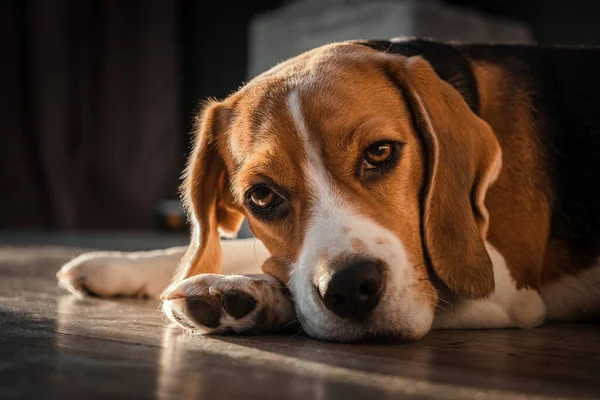 Perro Beagle Encuentra Suelo Casa Bozal Suelo Lindo Cámara Mirada — Foto de Stock