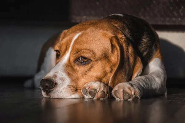 Perro Beagle Encuentra Suelo Casa Bozal Suelo Triste Mirada Aburrida — Foto de Stock