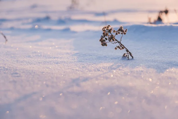 Frozen Dry Plant Winter Deep Snowdrifts Hibernation Nature — Fotografia de Stock