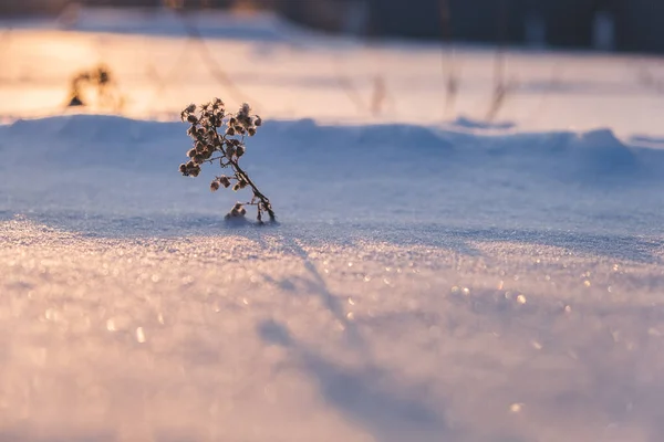 Frozen Dry Plant Winter Deep Snowdrifts Hibernation Nature — Stock fotografie