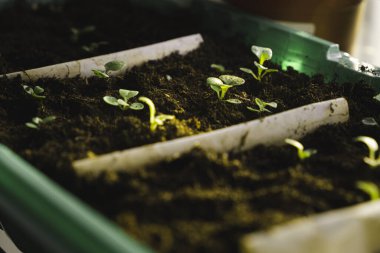 Pencere kenarında mikro yeşillik filizlenmesi. sağlıklı gıda konsepti