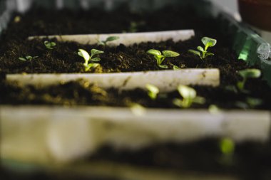 Pencere kenarında mikro yeşillik filizlenmesi. sağlıklı gıda konsepti