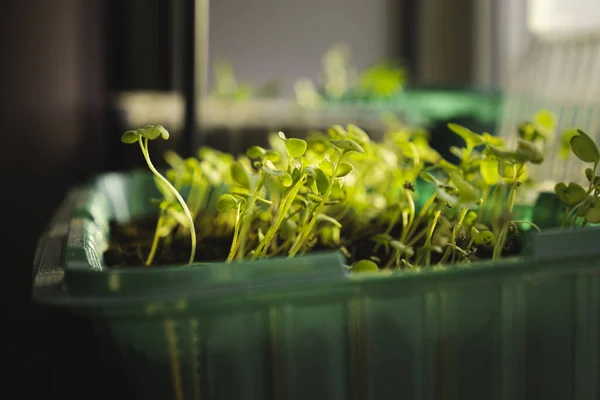 Germination Micro Greens Home Windowsill Healthy Food Concept — Stock Photo, Image