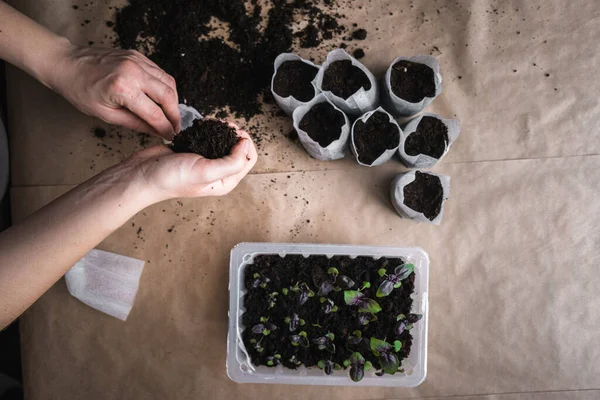 home plant growing concept. human hands transplant seedlings into separate containers with soil. homemade vegetables and herbs