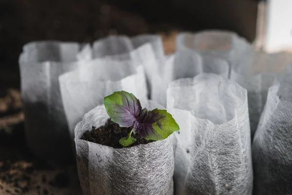 home plant growing concept. human hands transplant seedlings into separate containers with soil. homemade vegetables and herbs