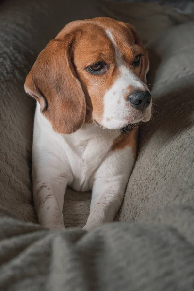 Chien Beagle Couché Sur Oreiller Dormir Triste Drôle Visage Grandes — Photo