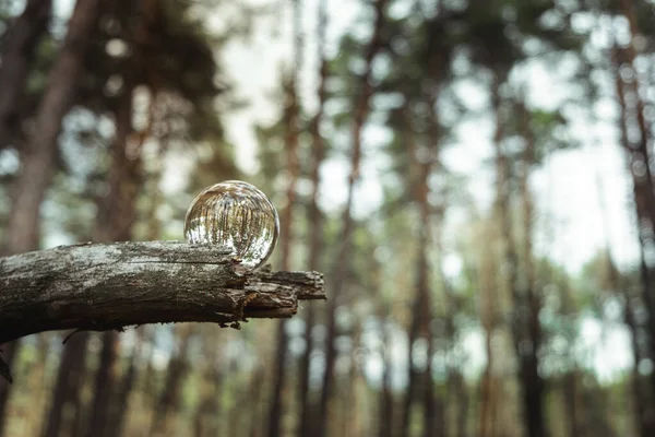 Conceito Ambiente Uma Bola Cristal Encontra Musgo Floresta Reflexo Floresta Fotografia De Stock