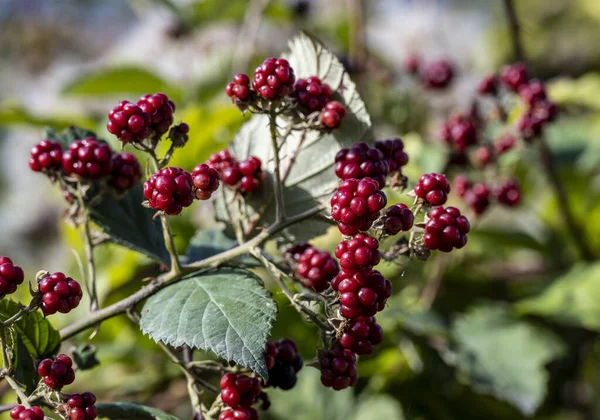 red forest berries on a background of green bushes in the forest