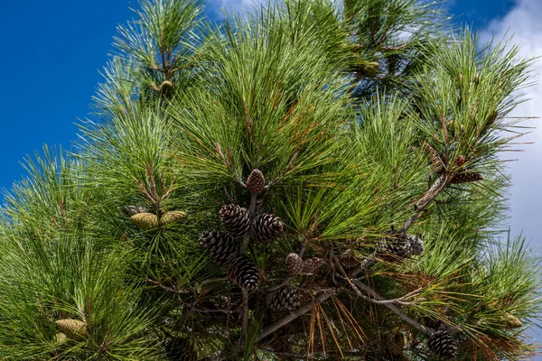 Coniferous Branch Brown Cones Sky — Stock Photo, Image