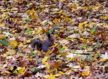 Sarı yapraklardan oluşan bir zemin üzerinde kahverengi bir sincap kışa hazırlanır ve yiyecek hazırlar.
