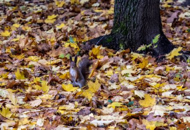 Sarı yapraklardan oluşan bir zemin üzerinde kahverengi bir sincap kışa hazırlanır ve yiyecek hazırlar.